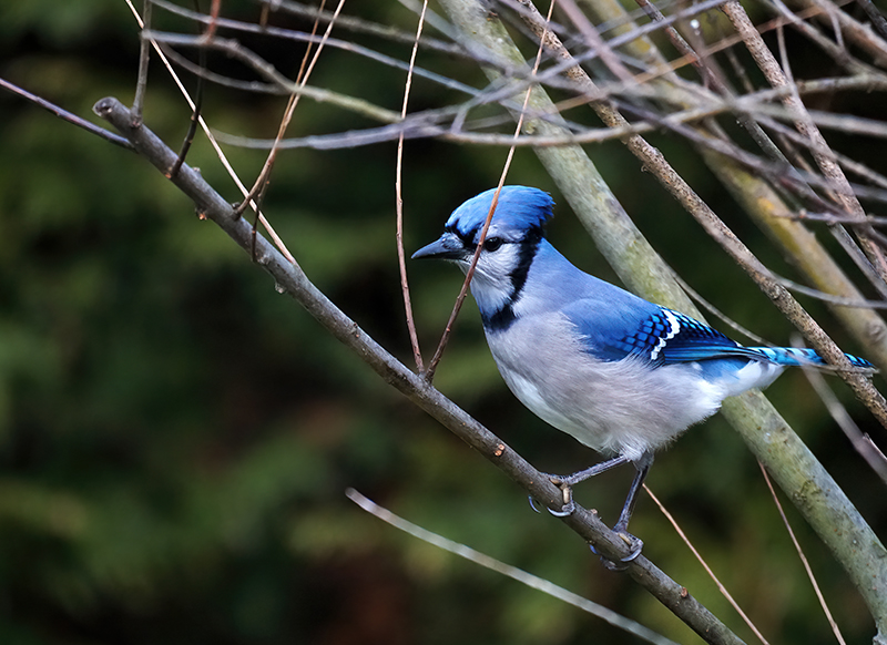 Blue Jay