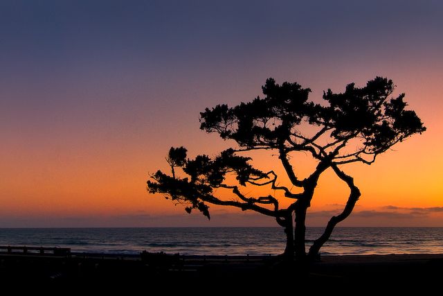 Tree by the Sea