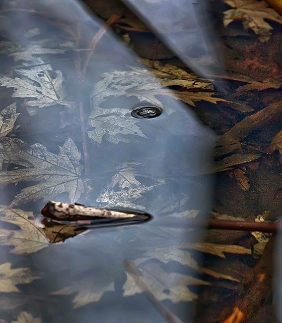 The Shadow Of The Swamp Oak