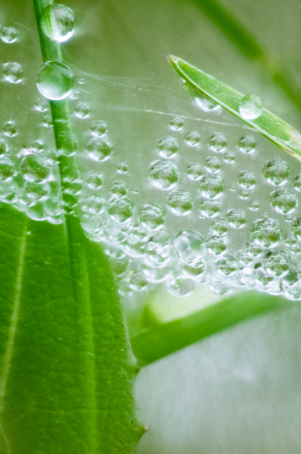 Nature's Umbrella