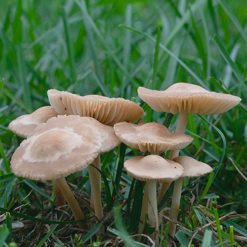 Mushrooms