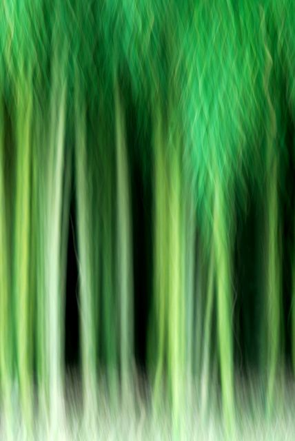 Dark Bamboo Forrest
