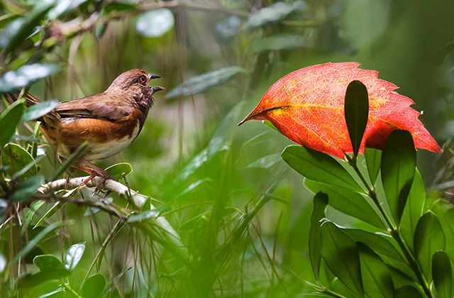 Birds in an argument