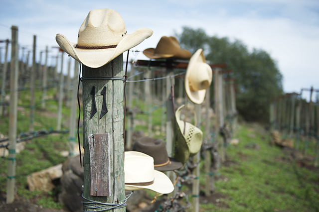 HATS IN WINTER VINEYARD