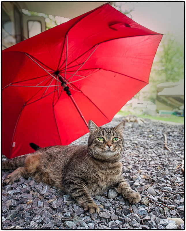 Fat Cat