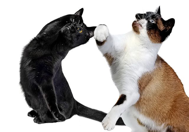 Synchronized Cat Dancing