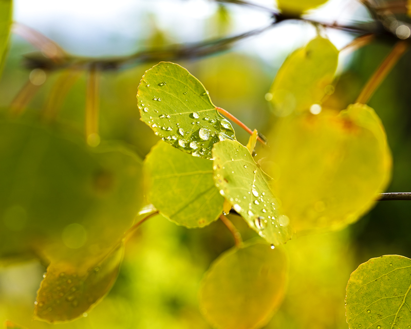 Crisp autumn aspen leaves
