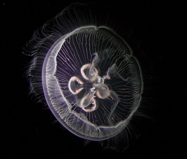 From Down Below