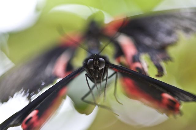 Moments before the worlds of Mr. Flibble and Madame Butterfly collide in a horrific flappy accident