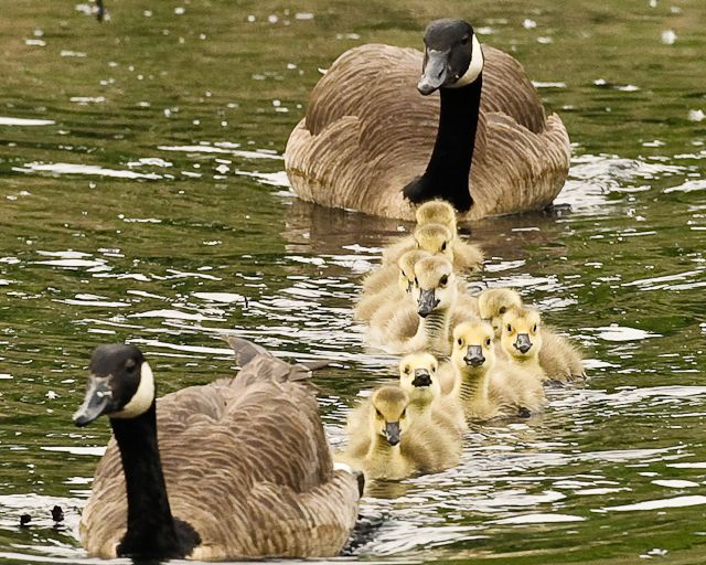 Family