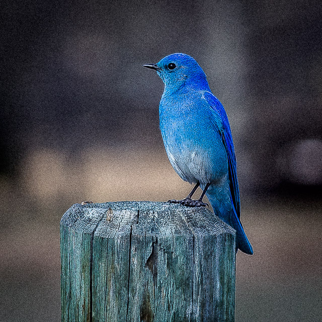 "Grainy" Mountain Bluebird