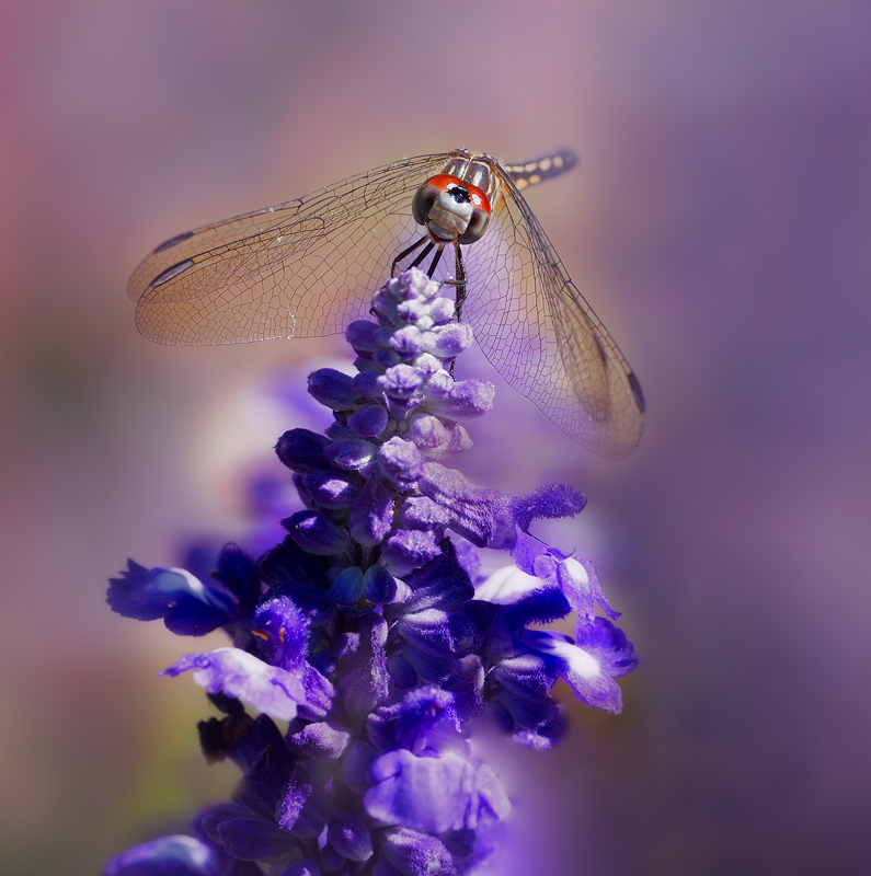 Dragon in Sea of Purple