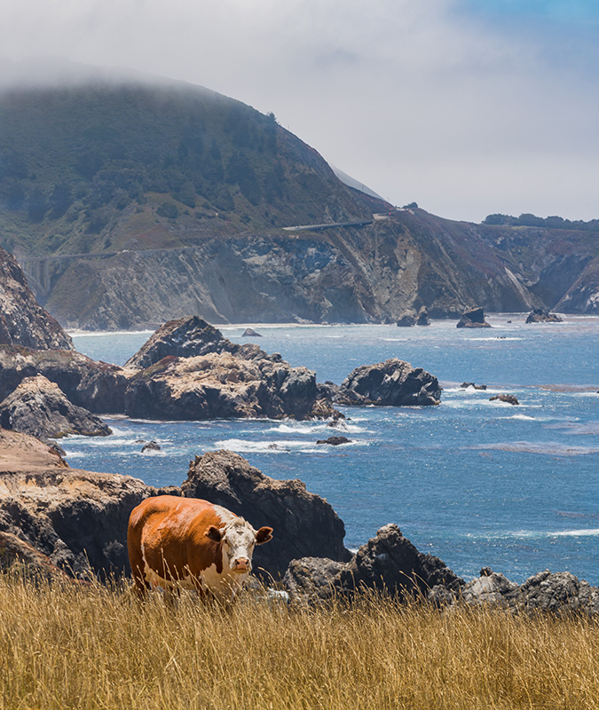 Natural: Cow by the Ocean