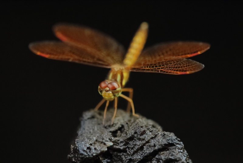 Eastern Amberwing