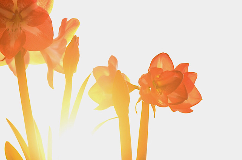 Indoor flower!