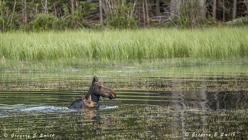 Next to You In The Pond