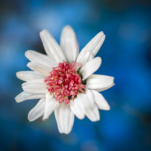 Independence Day Flower