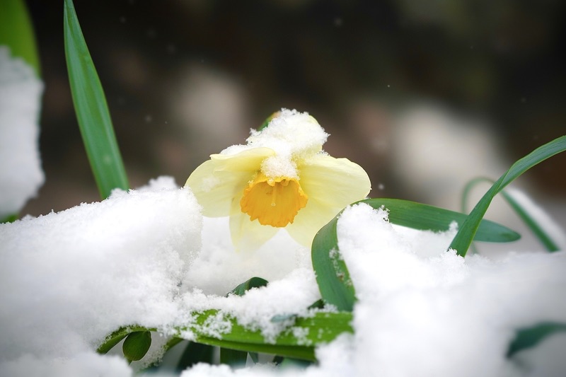 Daffofil Frozen in the Snow