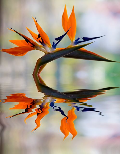 Symmetry
