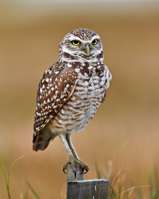 Burrowing Owl - Cape Coral, FL