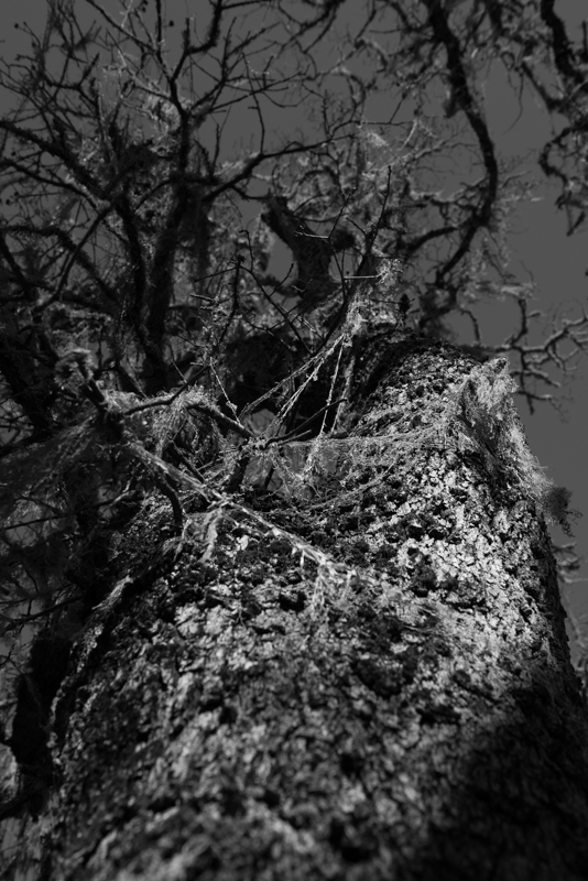 Shadows of the Forest