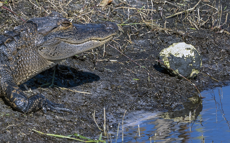 Crocodile Rock!