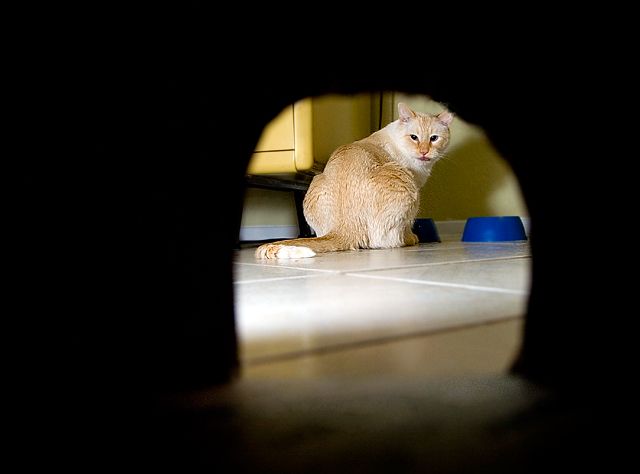Mouse view