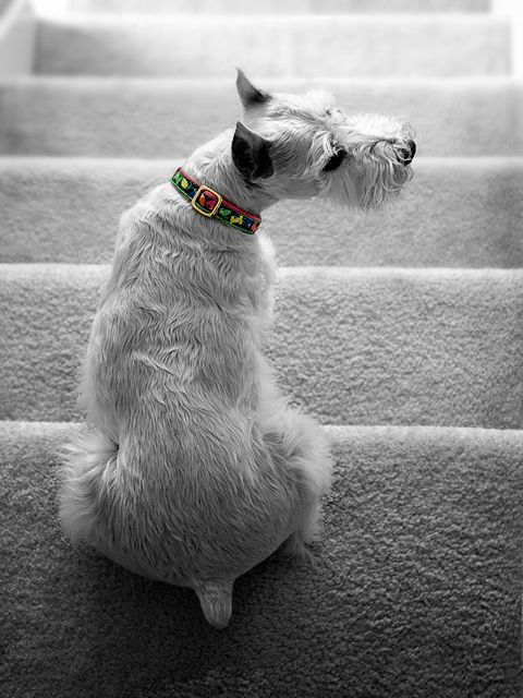Holiday Collar