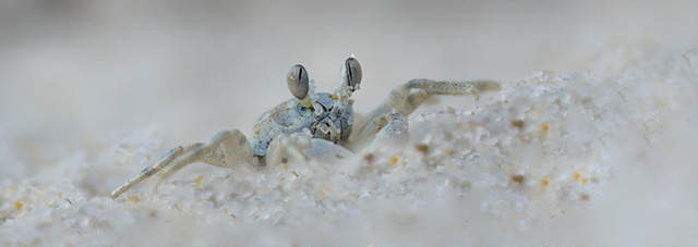Fiddler In the Sand