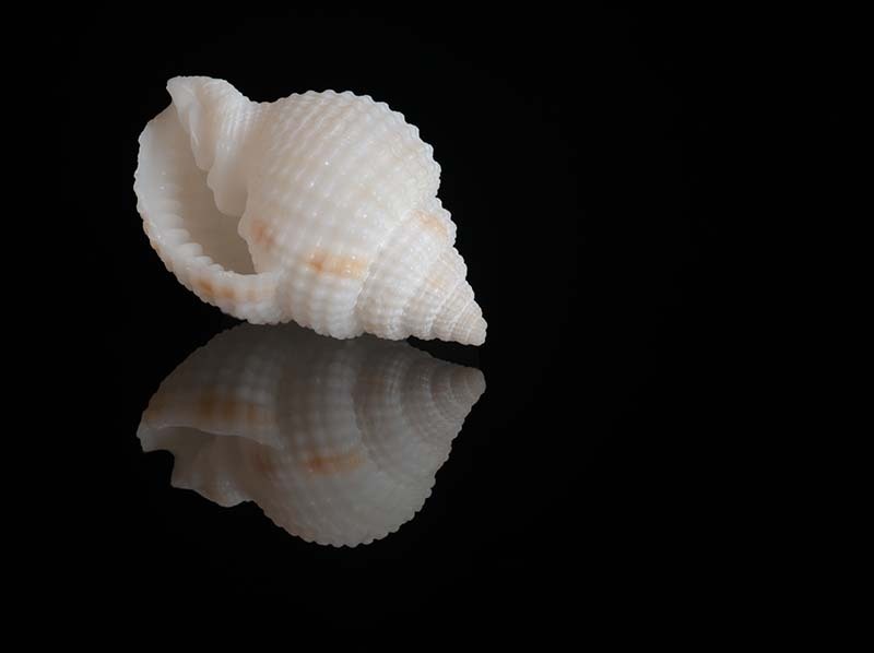 Reflection of a Shell
