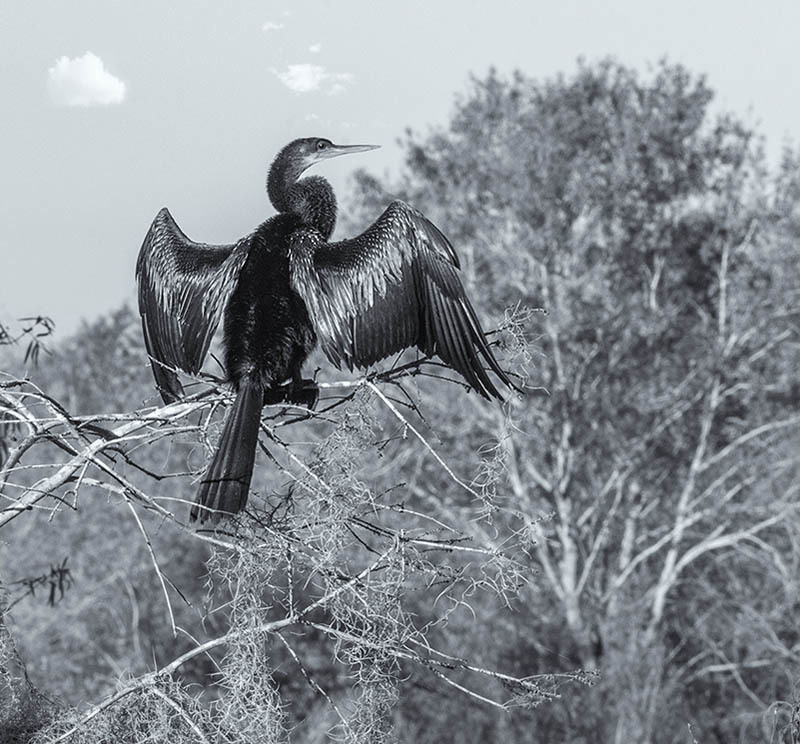 Anhinga