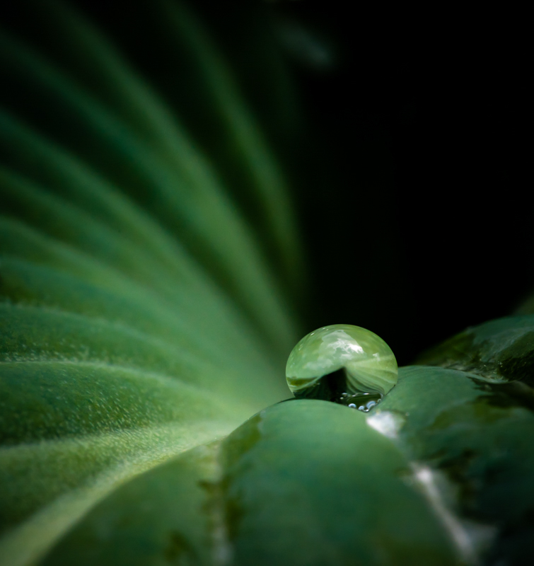 Forms in Nature