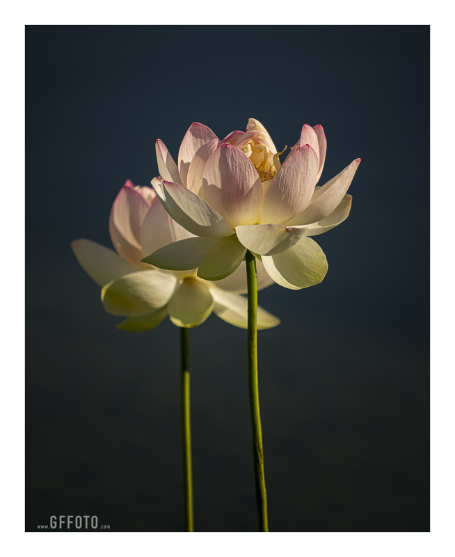 Lotus