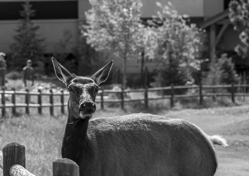 Sneezing Mess in Estes Park