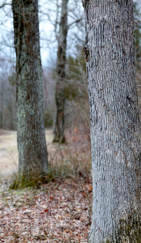 Oak Trees