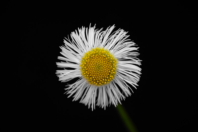 Simplicity of Form in Nature