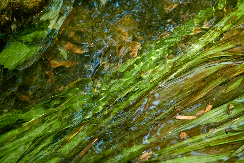 Waterlife