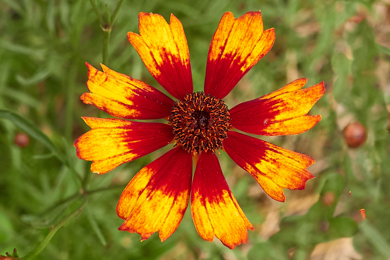 Coreopsis Colors