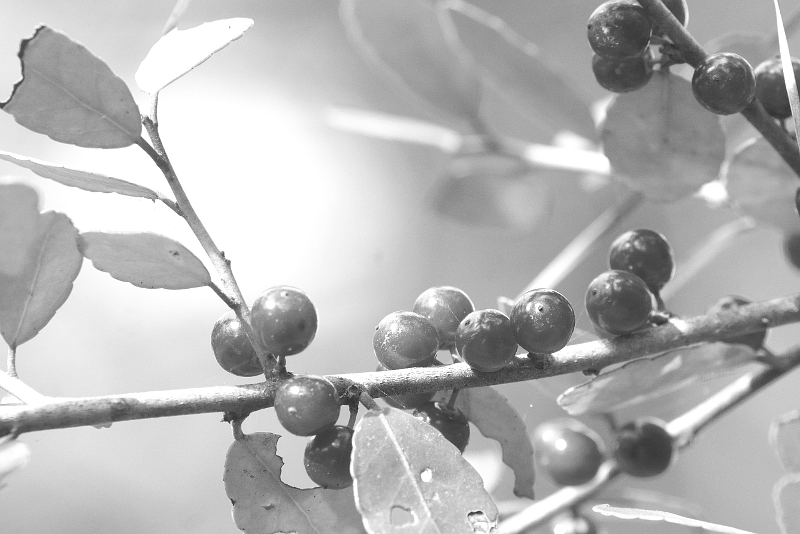 Berries