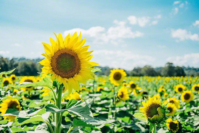 Sunflower Maze