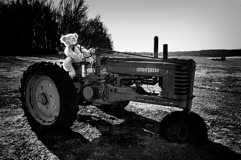 Boyd's Bear