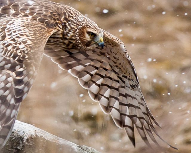 Lady Harrier...