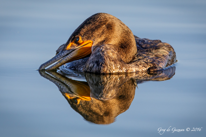 Reflection
