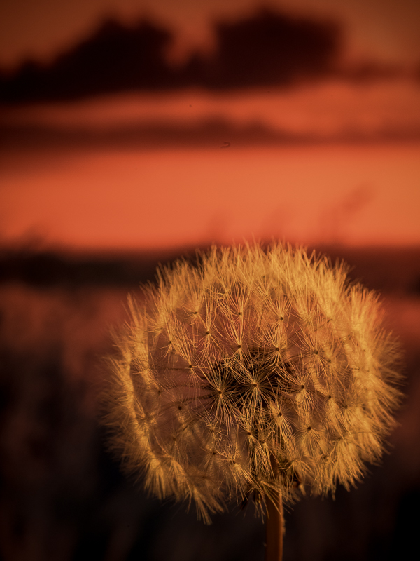 Fuzzy