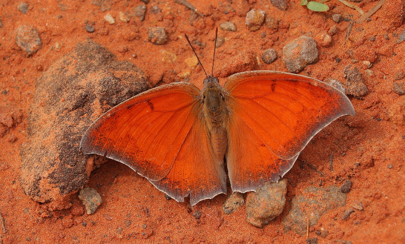 Goatweed Leafwing