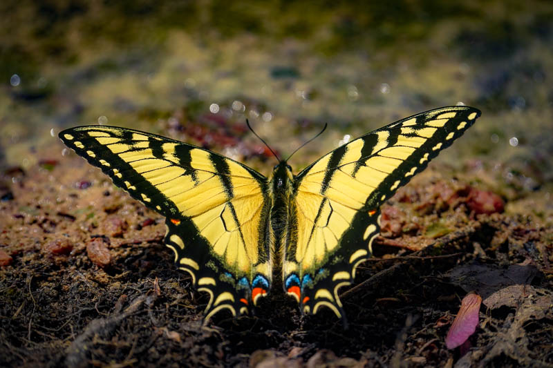 Insect World Colors