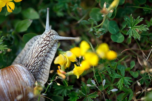 A snail's view