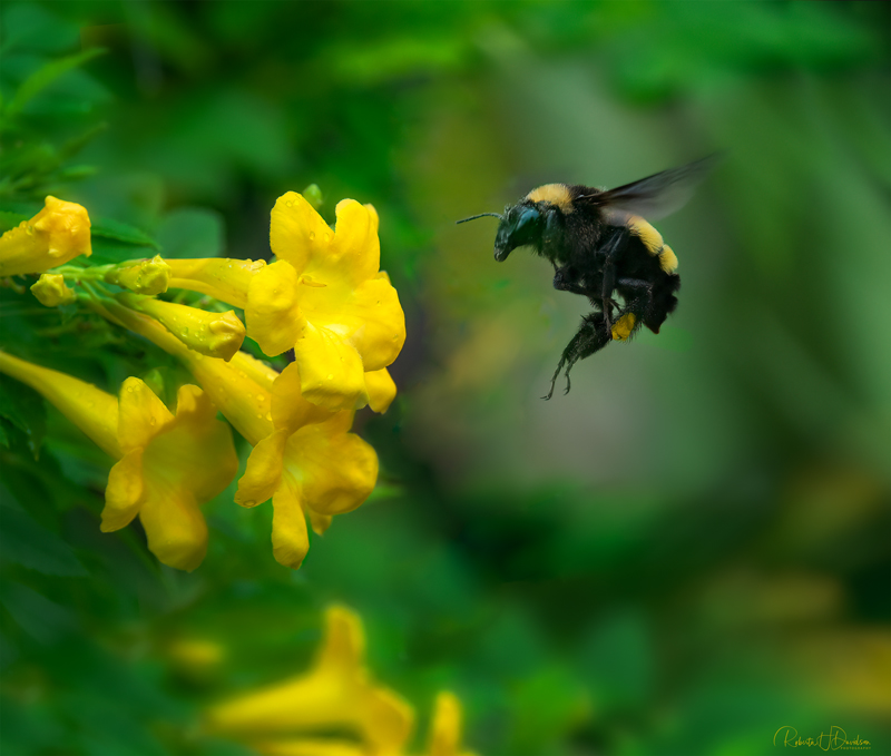The Bee