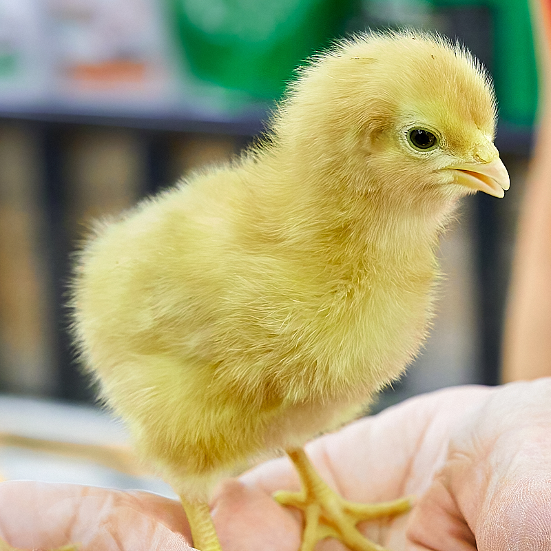 One Peep