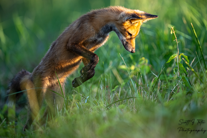 The Morning Pounce!
